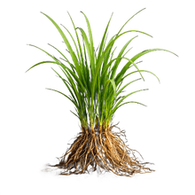 Vetiver