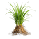 Vetiver