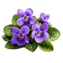 Violet