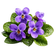 Violet