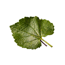 Violet Leaf