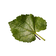 Violet Leaf