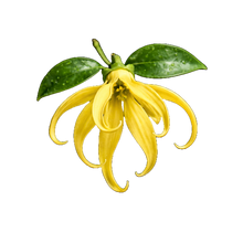 Ylang-Ylang
