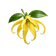 Ylang-Ylang